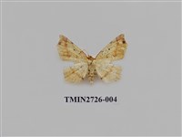 藏品(尺蛾281)的圖片